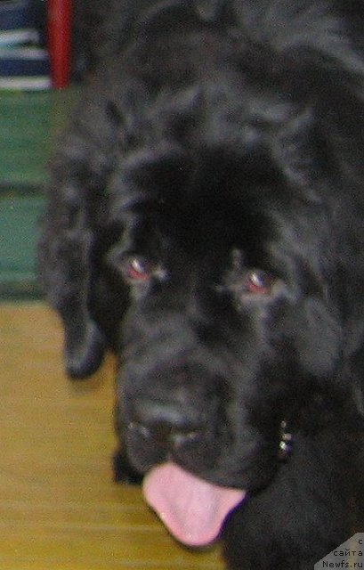 Фото: ньюфаундленд О'Генри Ласковый Мой из Тихого Омута