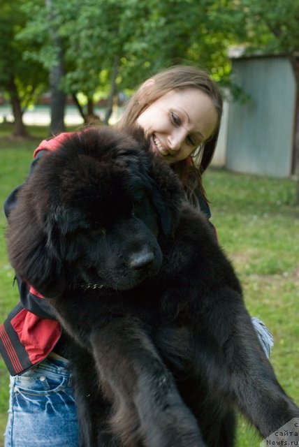 Фото: ньюфаундленд Дюрбахлер Клаб Виллаж Дюбеф