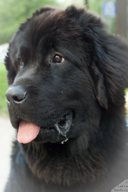 Фото: ньюфаундленд Дюрбахлер Клаб Виллаж Дюбеф