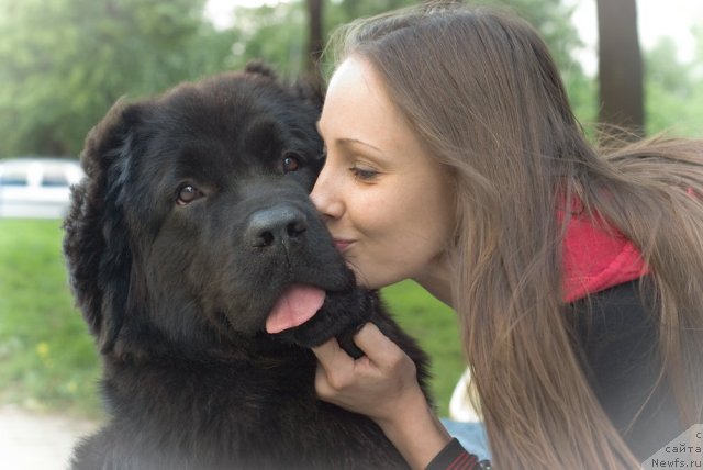Фото: ньюфаундленд Дюрбахлер Клаб Виллаж Дюбеф