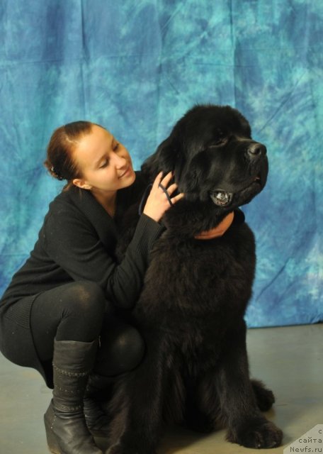 Фото: ньюфаундленд Акватория Келвин Килиманджаро (Aquatoriya Kelvin Kilimandzharo)