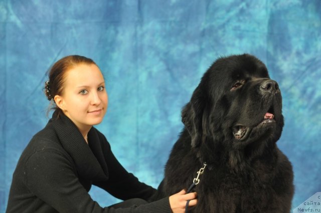 Фото: ньюфаундленд Акватория Келвин Килиманджаро (Aquatoriya Kelvin Kilimandzharo)