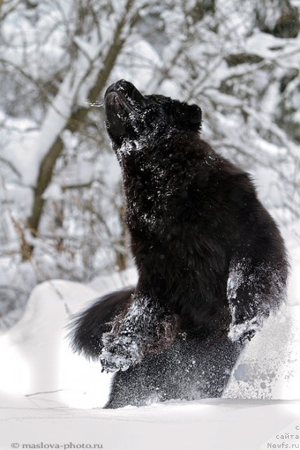 Фото: ньюфаундленд Пчёлкин Дом Вениамин (Pchiolkin Dom Veniamin)