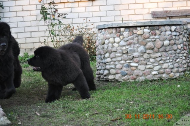 Фото: ньюфаундленд Звездный Дар Афродита (Zvezdnij Dar Afrodita)