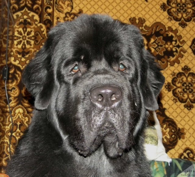 Фотография № 82268