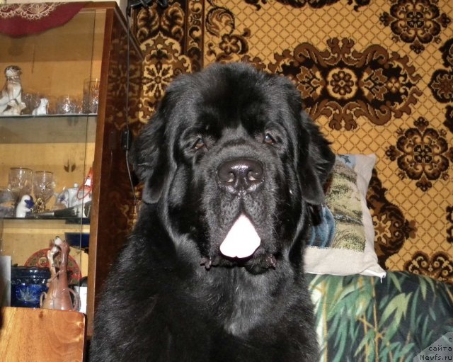 Фотография № 82269