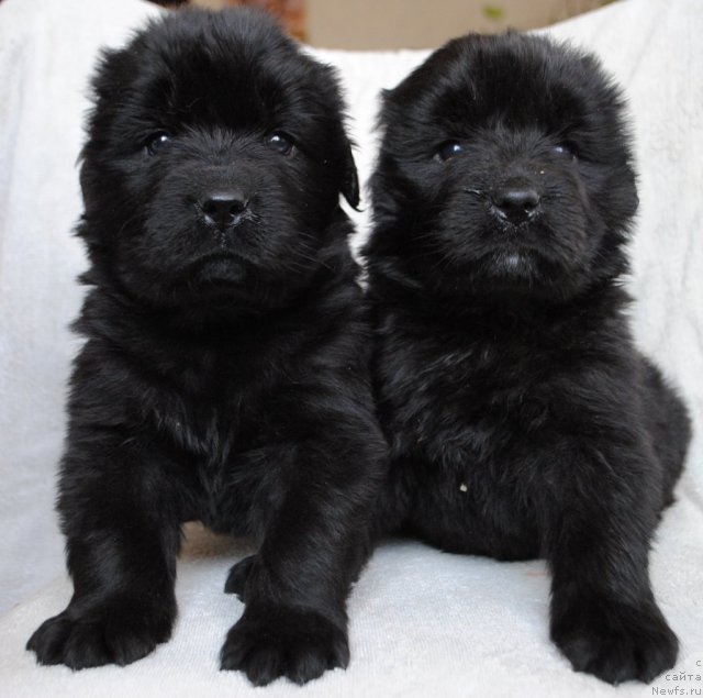 Фото: ньюфаундленд Кисс Хэппи из Медвежьего Яра (Kiss Happy iz Medvejyego Yara)