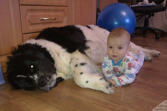 Фото: ньюфаундленд Маг Исполин Инфанта (Mag Ispolin Infanta)