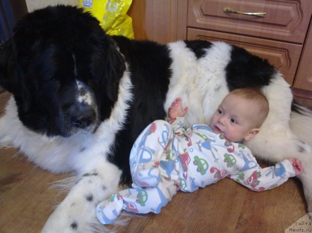 Фото: ньюфаундленд Маг Исполин Инфанта (Mag Ispolin Infanta)