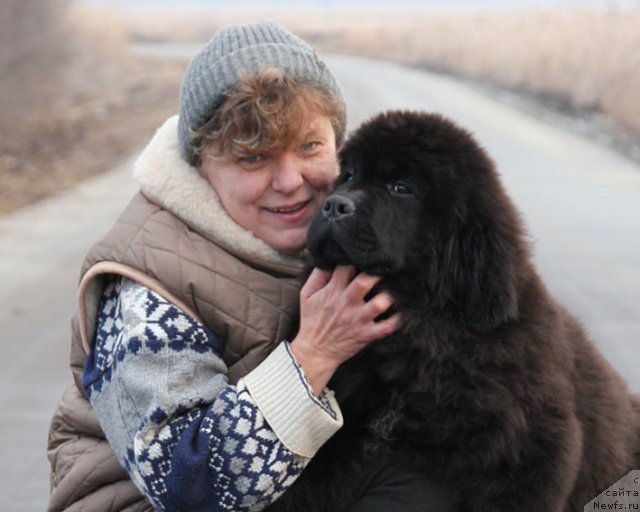 Фото: ньюфаундленд Звездный Дар Афина для Берега Дона (Zvezdnij Dar Afina dlja Berega Dona), Наталья Татаринова