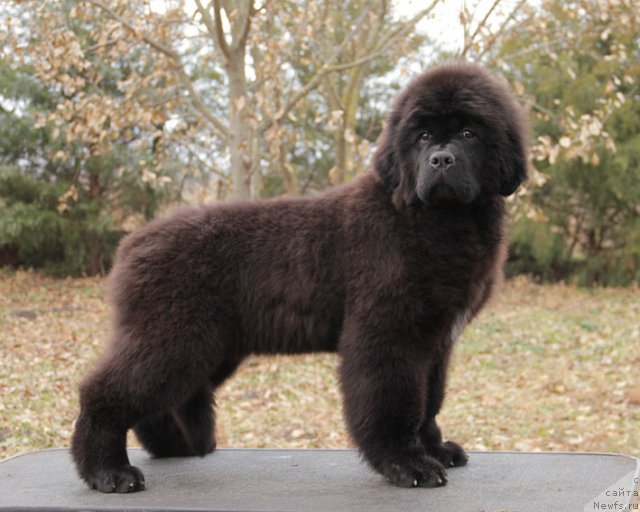 Фото: ньюфаундленд Звездный Дар Афина для Берега Дона (Zvezdnij Dar Afina dlja Berega Dona)