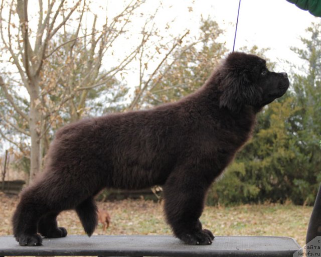 Фото: ньюфаундленд Звездный Дар Афина для Берега Дона (Zvezdnij Dar Afina dlja Berega Dona)