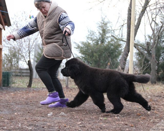Фото: ньюфаундленд Звездный Дар Афина для Берега Дона (Zvezdnij Dar Afina dlja Berega Dona)