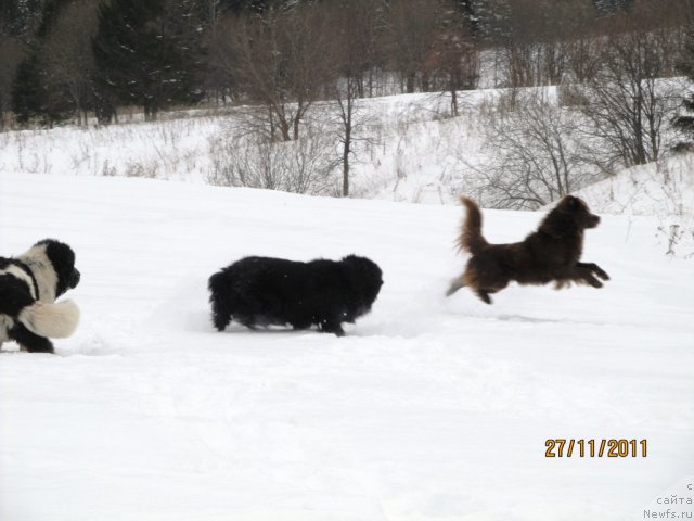 Фото: ньюфаундленд Их Высочество Владлена Маджикс, ньюфаундленд Супер Бизон Екатеринбург (Super Bizon Ekaterinburg), Дан