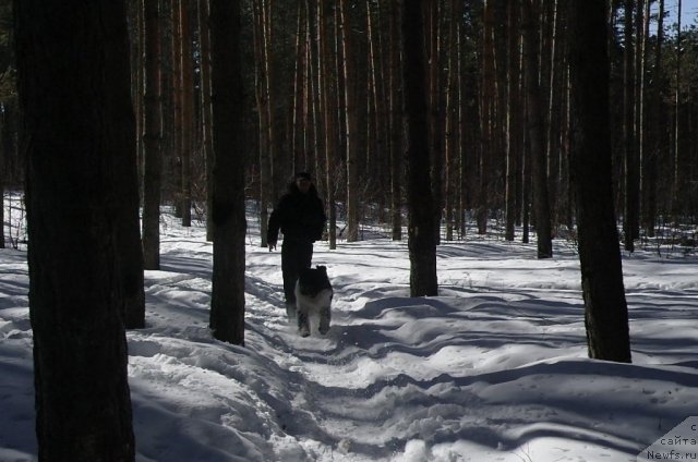 Фото: ньюфаундленд Кипер Соул Жемчужина Белая, Слава