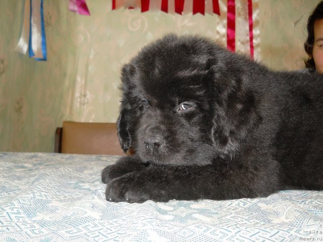 Фото: ньюфаундленд Принц Альфинский