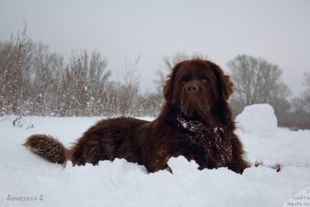 Фото: ньюфаундленд Лесная Сказка Королевский Медведь (Lesnaja Skazka Korolevskiy Medved)