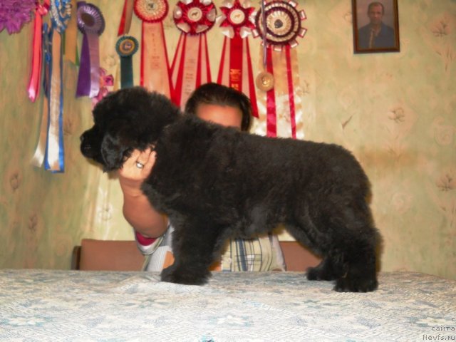 Фото: ньюфаундленд Примадонна Климская