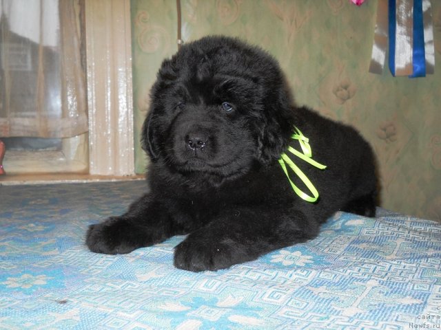 Фото: ньюфаундленд Примадонна Климская