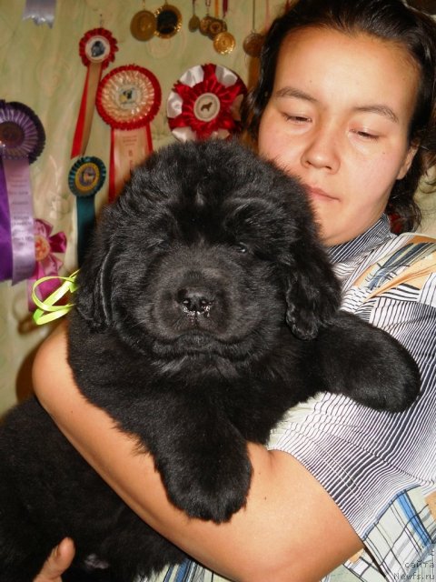 Фото: ньюфаундленд Примадонна Климская