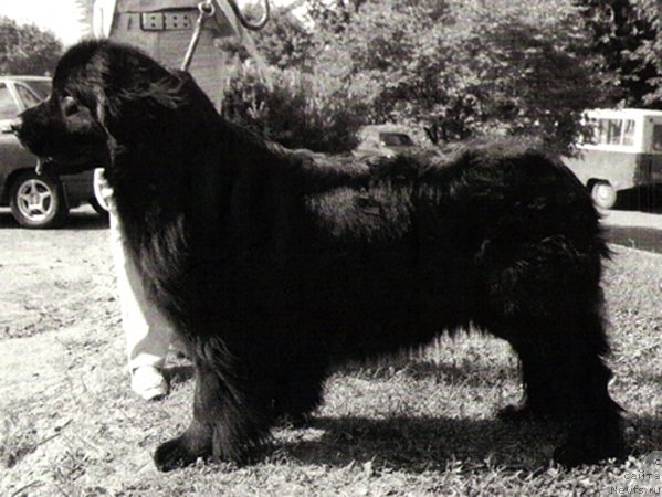 Фото: ньюфаундленд Лесли