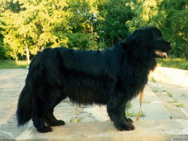 Фото: ньюфаундленд Жоанна из Племени Кедра
