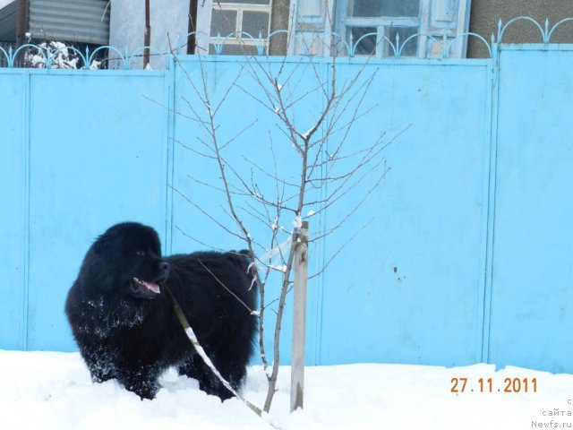 Фото: ньюфаундленд Цесарь Нельсон Тайгер Блек