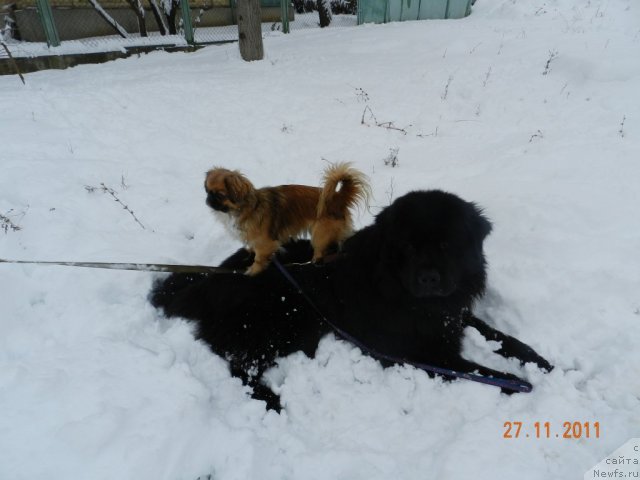 Фото: ньюфаундленд Цесарь Нельсон Тайгер Блек