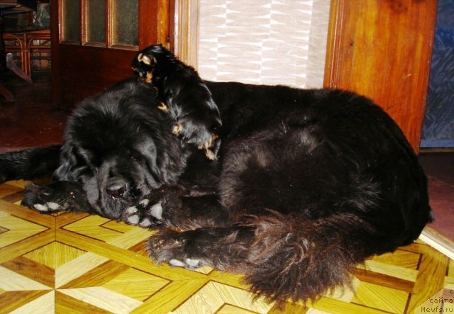 Фотография № 82333