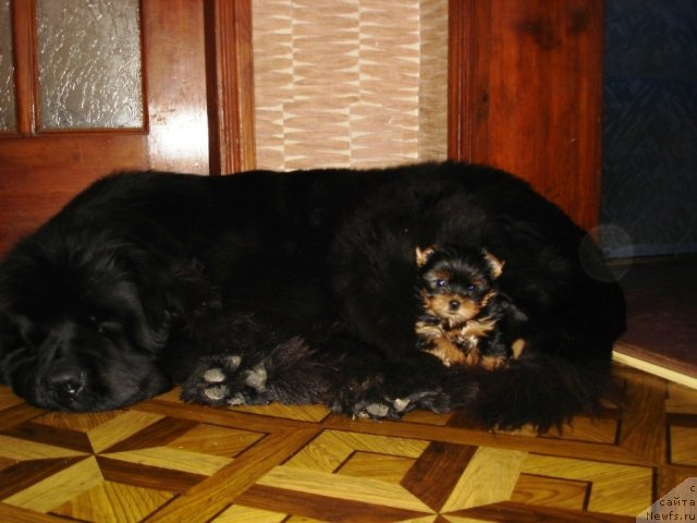 Фото: ньюфаундленд Бегущая по Волнам Хаста ла Виста (Beguschaya po Volnam Hasta la Vista)