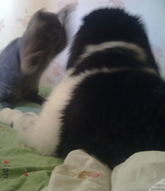 Фото: ньюфаундленд Чарующая Взглядом от Сибирского Медведя