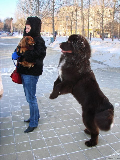 Фото: ньюфаундленд Обуш Шед Янтарный Поцелуй