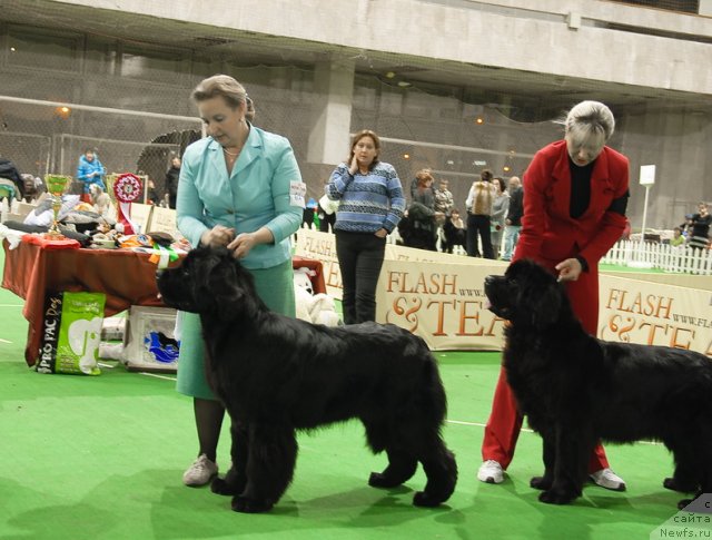 Фото: ньюфаундленд I'm Royal Iris Midnight Bear, ньюфаундленд Endless Love Midnight Bear