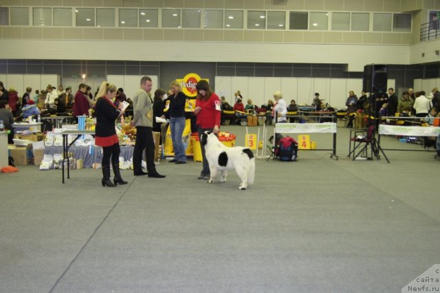 Фото: ньюфаундленд Сент Джонс Царевна Лебедь (Sent Djons Carevna Lebed)