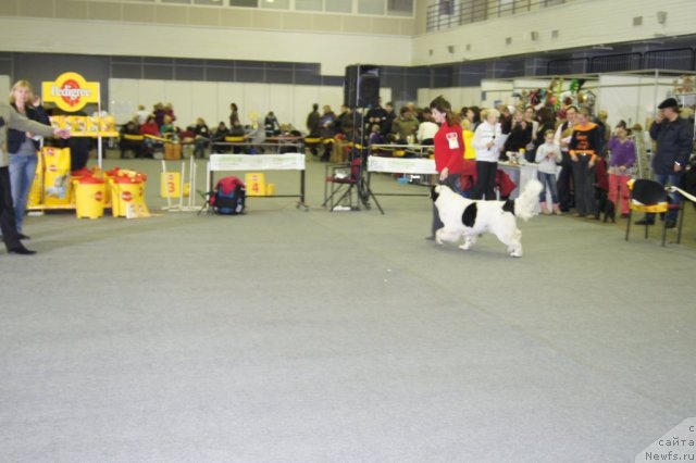 Фото: ньюфаундленд Сент Джонс Царевна Лебедь (Sent Djons Carevna Lebed)