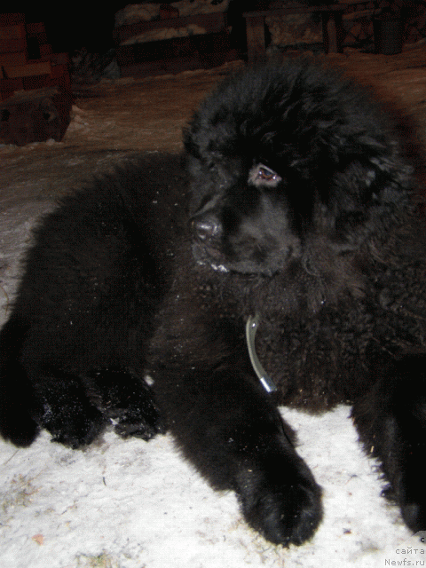 Фото: ньюфаундленд Бекингем