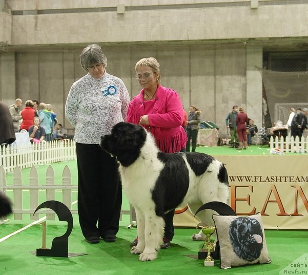 Фото: ньюфаундленд Акватория Келвин Килиманджаро (Aquatoriya Kelvin Kilimandzharo), ньюфаундленд Threeponds Right Way