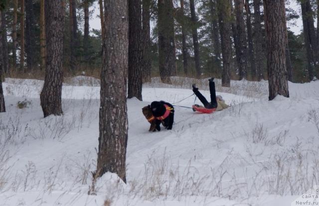 Фото: ньюфаундленд Юган с Тоянова Городка (Ygan s Toyanova Gorodka), ньюфаундленд Лесная Сказка Изольда