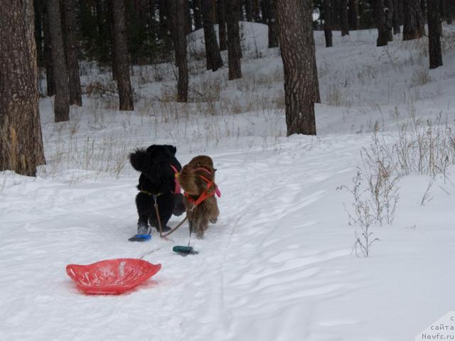 Фото: ньюфаундленд Юган с Тоянова Городка (Ygan s Toyanova Gorodka), ньюфаундленд Лесная Сказка Изольда