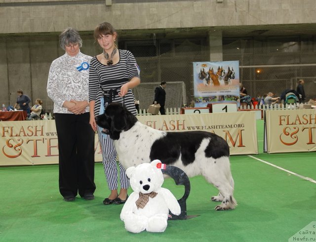 Фото: ньюфаундленд Don't Worry Be Happy de L'Etoile de Cyrice, Анастасия Кормакова