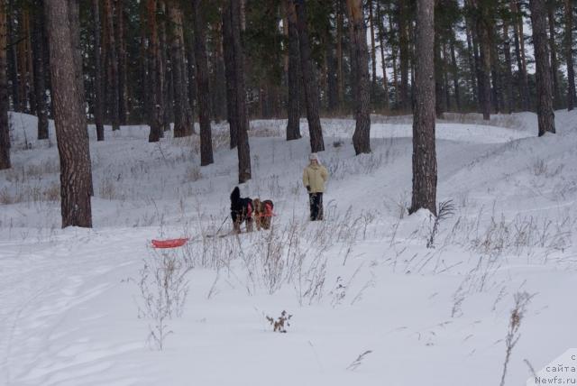 Фото: ньюфаундленд Юган с Тоянова Городка (Ygan s Toyanova Gorodka), ньюфаундленд Лесная Сказка Изольда