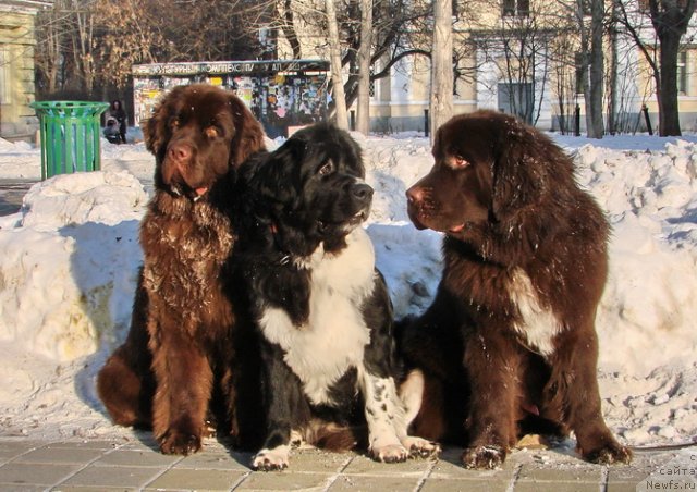 Фото: ньюфаундленд Обуш Шед Якутия (Obush Shed Yakutia), ньюфаундленд Супер Бизон Гера, ньюфаундленд Обуш Шед Янтарный Поцелуй