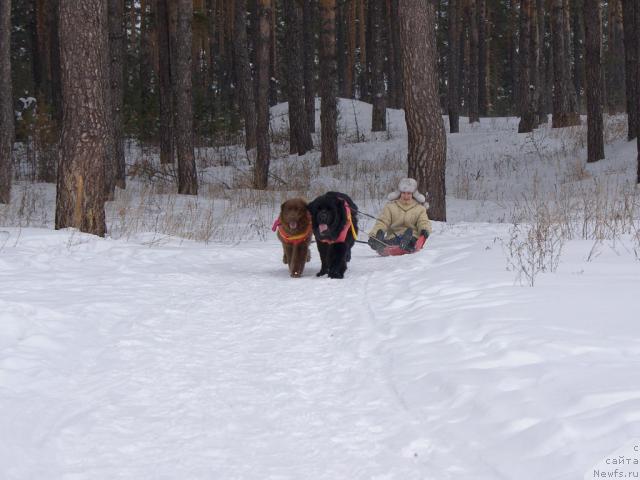 Фото: ньюфаундленд Юган с Тоянова Городка (Ygan s Toyanova Gorodka), ньюфаундленд Лесная Сказка Изольда
