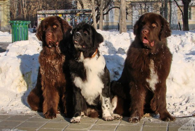 Фото: ньюфаундленд Обуш Шед Якутия (Obush Shed Yakutia), ньюфаундленд Супер Бизон Гера, ньюфаундленд Обуш Шед Янтарный Поцелуй