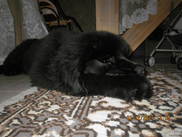 Фото: ньюфаундленд Питерньюф Монте Кристо (Piternyuf Monte Kristo)