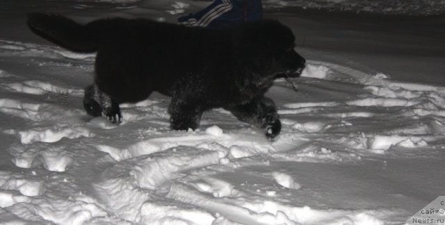 Фото: ньюфаундленд Звездный Дар Афродита (Zvezdnij Dar Afrodita)