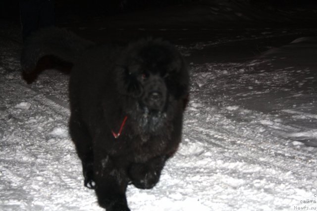 Фотография № 82433