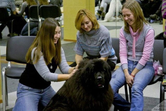 Фото: ньюфаундленд Чанси из Золотого Треугольника