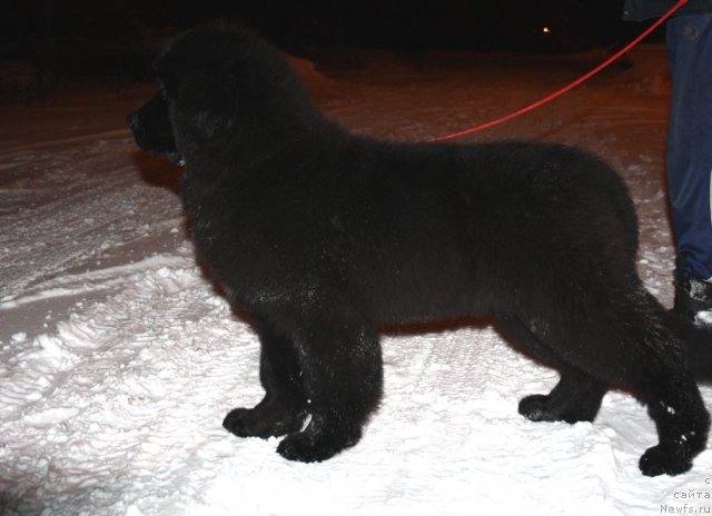 Фото: ньюфаундленд Звездный Дар Афродита (Zvezdnij Dar Afrodita)