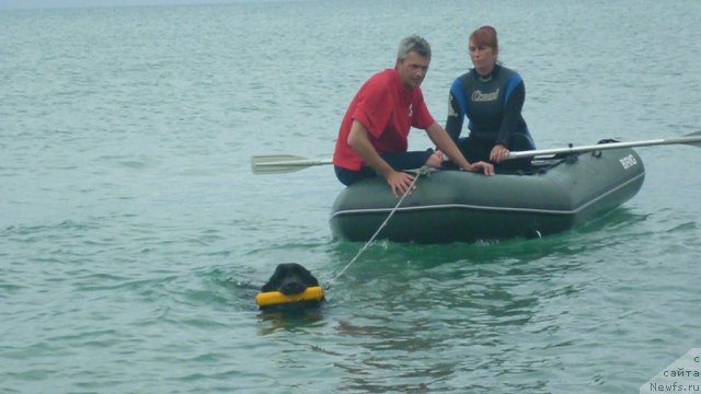 Фото: ньюфаундленд Юнона, Екатерина Кормакова, Андрей Кошкидько